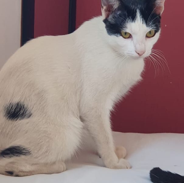 Gatos (Adoção Urgente)