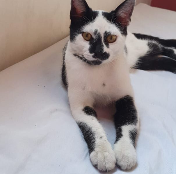 Gatos (Adoção Urgente)