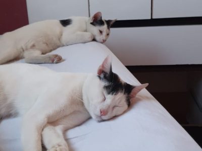 Gatos (Adoção Urgente)