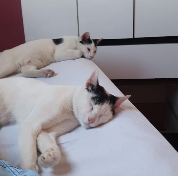 Gatos (Adoção Urgente)