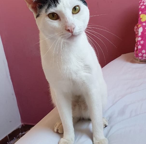 Gatos (Adoção Urgente)