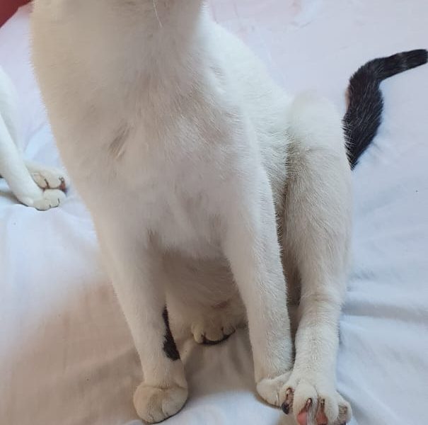 Gatos (Adoção Urgente)