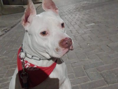 Safira (Adoção Urgente)