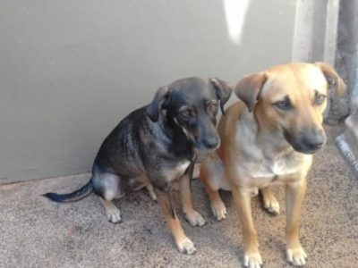 2 Cães (Adoção Urgente)