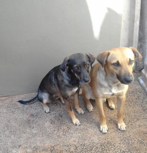 2 Cães (Adoção Urgente)