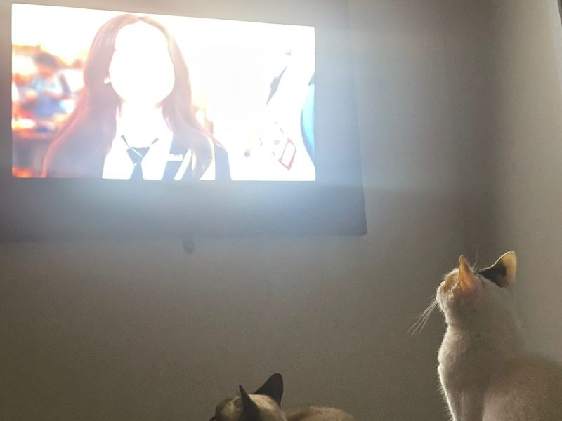 2 Gatos (Adoção Urgente)