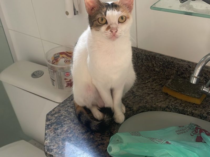 2 Gatos (Adoção Urgente)