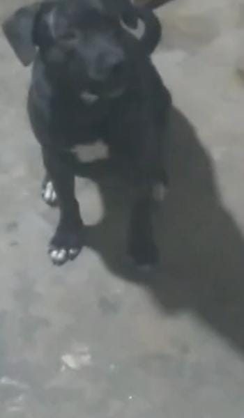 Max (Adoção Urgente)