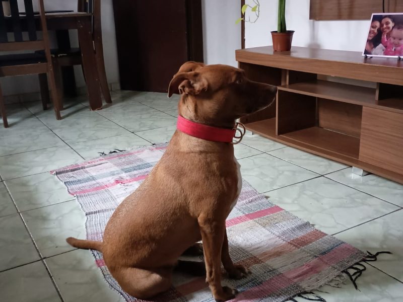Fêmea (Adoção Urgente)