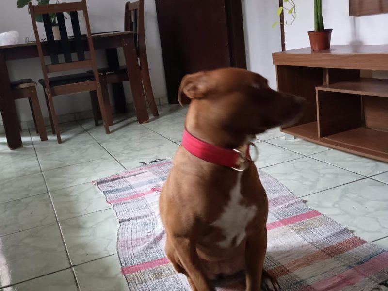 Fêmea (Adoção Urgente)