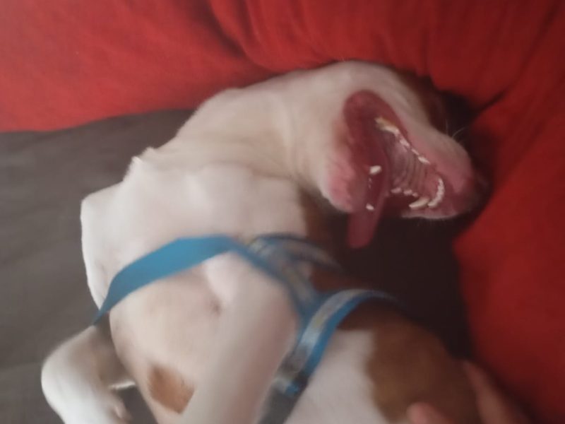 Pitbull (Adoção Urgente)