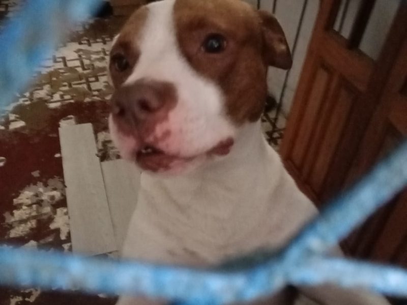 Pitbull (Adoção Urgente)
