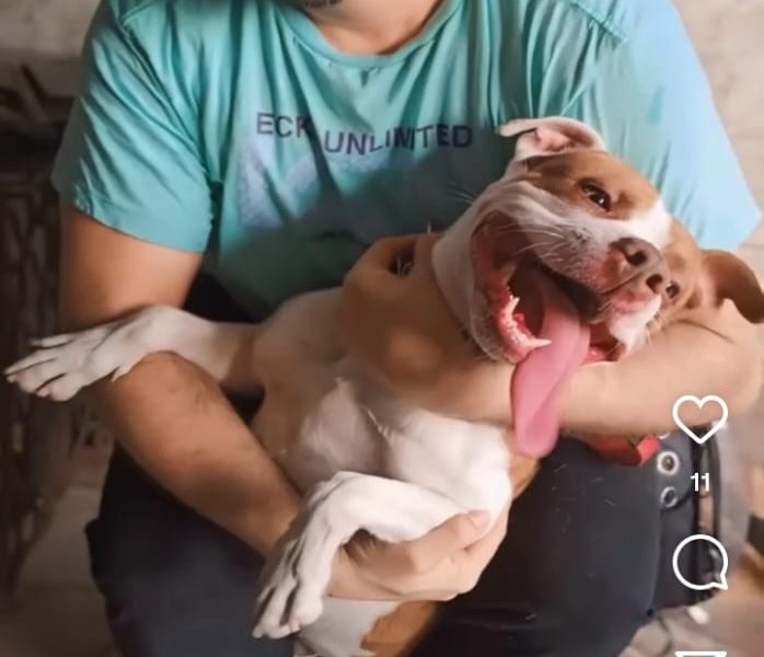 Pitbull (Adoção Urgente)