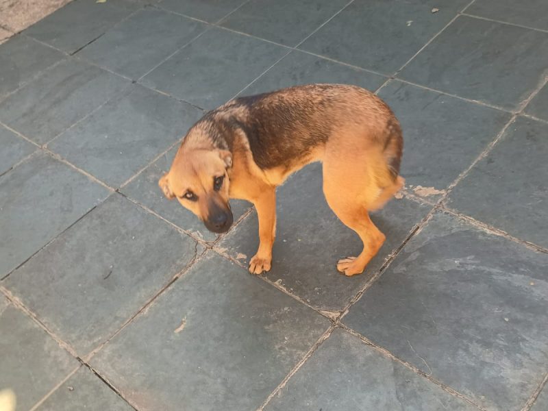 10 Cães (Adoção Urgente)