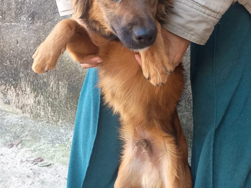 10 Cães (Adoção Urgente)