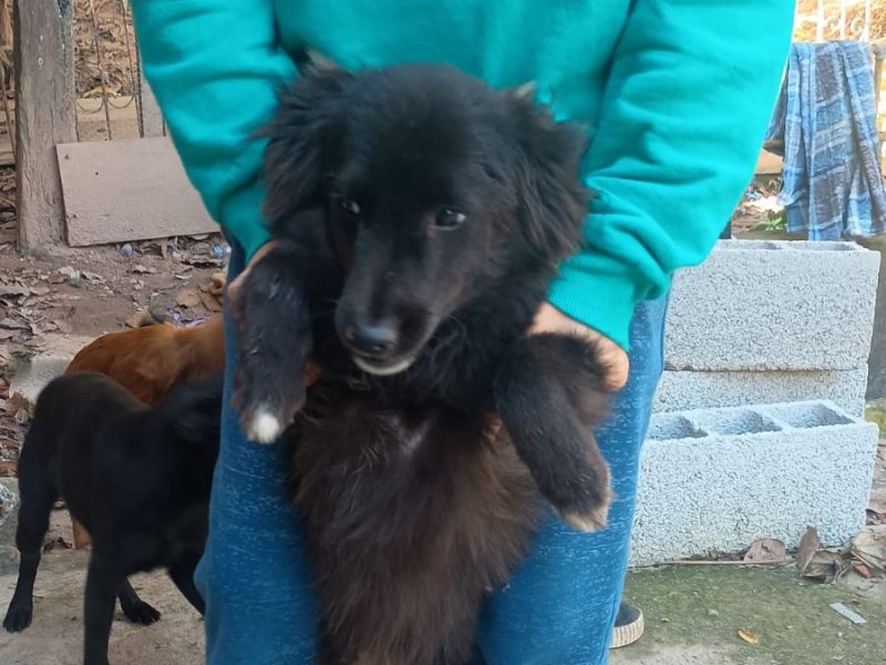 10 Cães (Adoção Urgente)