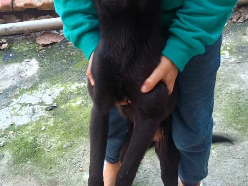 10 Cães (Adoção Urgente)