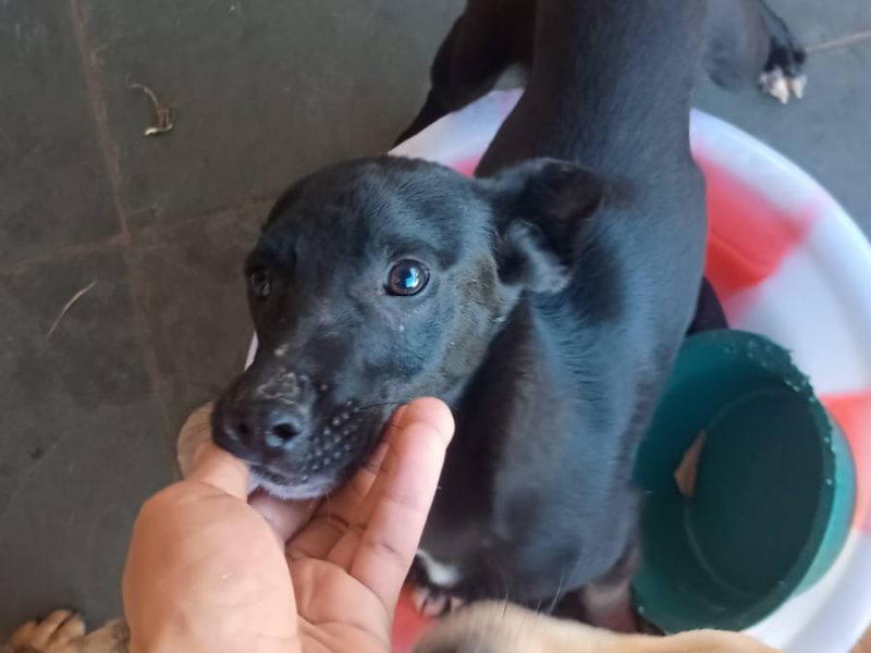 10 Cães (Adoção Urgente)