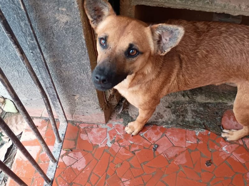 10 Cães (Adoção Urgente)