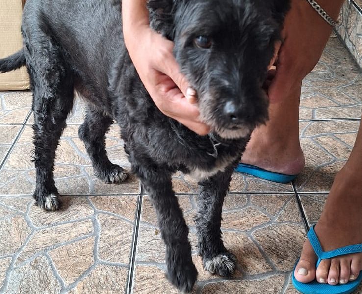 Niko (Adoção Urgente)