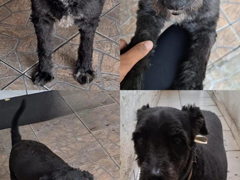 Niko (Adoção Urgente)