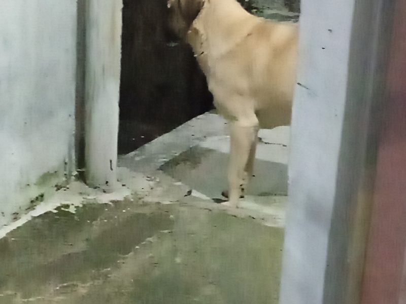 Betoven (Adoção Urgente)