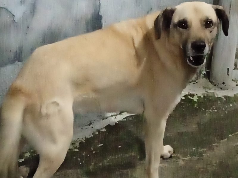 Betoven (Adoção Urgente)