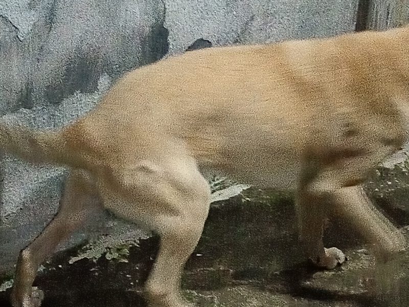 Betoven (Adoção Urgente)