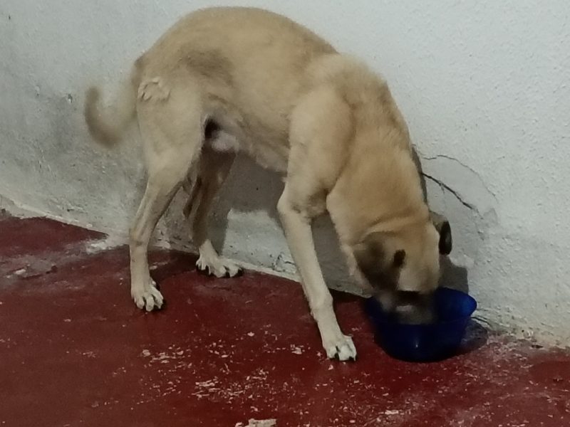 Betoven (Adoção Urgente)
