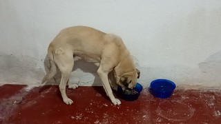 Betoven (Adoção Urgente)
