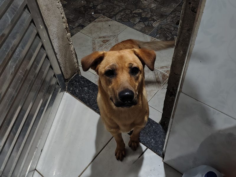 Mel (Adoção Urgente)