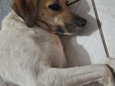 Belinha (Adoção Urgente)