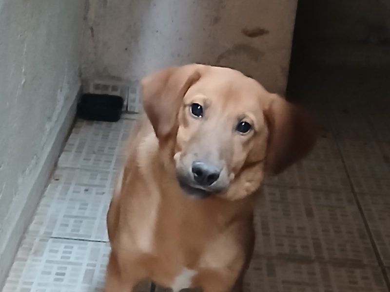 Chocolate (Adoção Urgente)