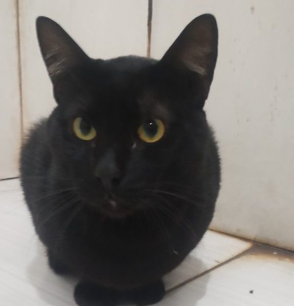 Gatinhos (Adoção Urgente)