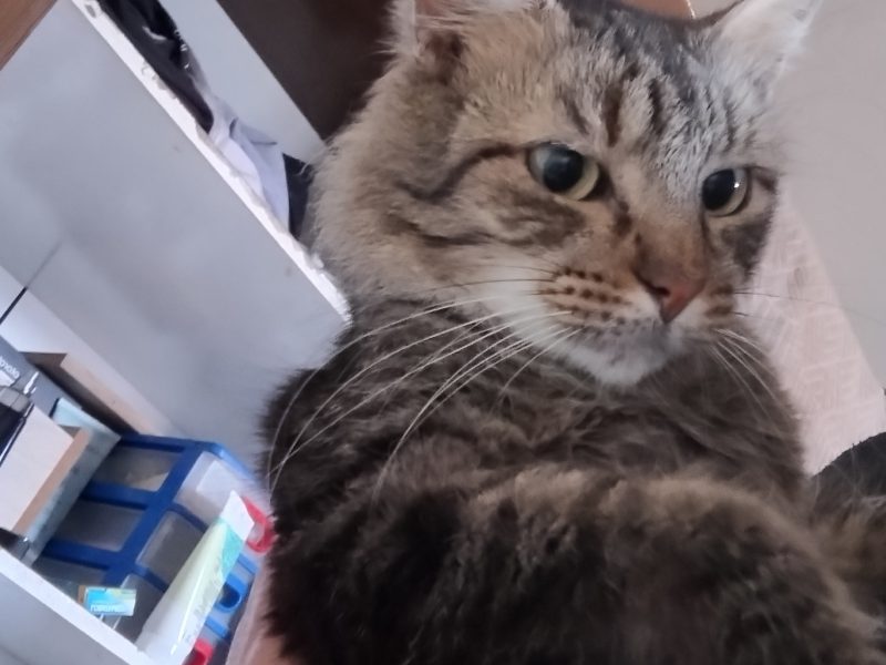 Gatinhos (Adoção Urgente)