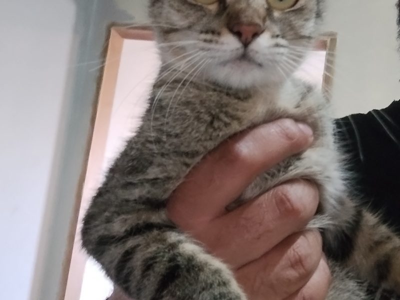 Gatinhos (Adoção Urgente)
