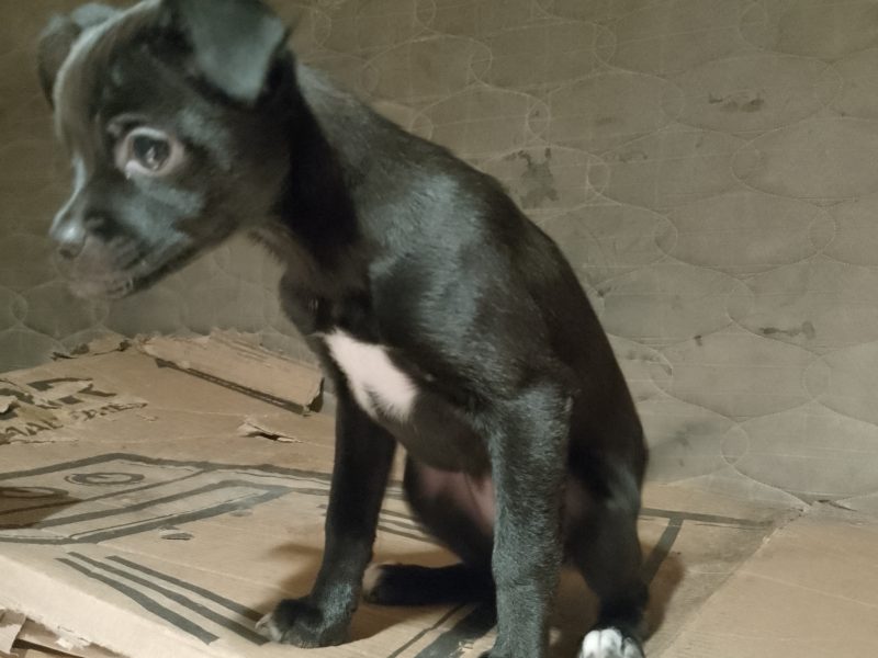 Meg e Estrelinha (Adoção Urgente)
