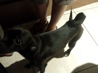 Meg e Estrelinha (Adoção Urgente)
