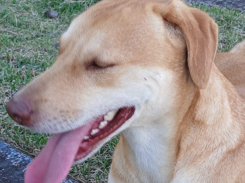 Bill (Adoção Urgente)