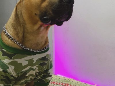 Marley (Adoção Urgente)