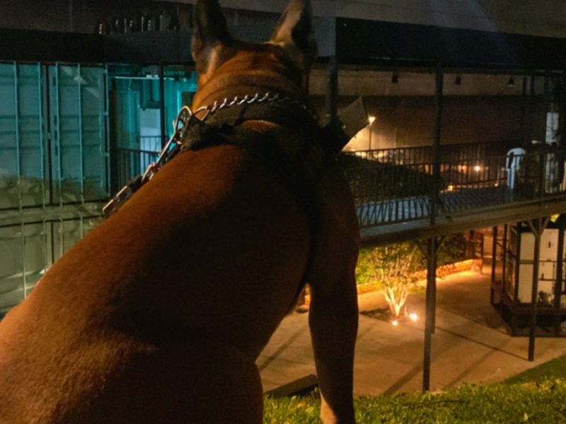 Marley (Adoção Urgente)