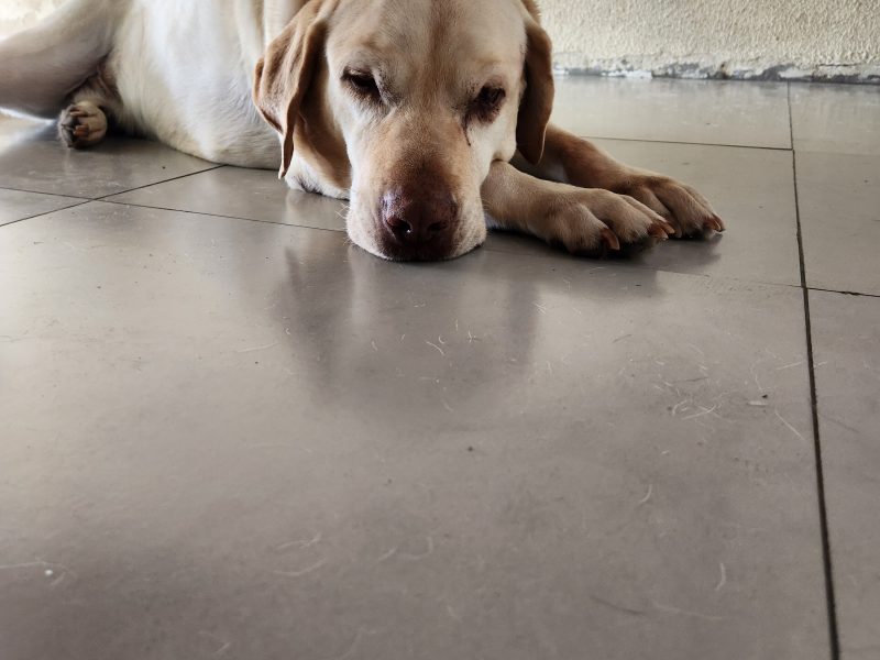 Bruce (Adoção Urgente)