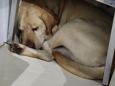 Bruce (Adoção Urgente)