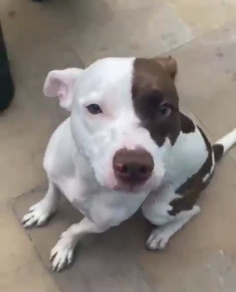 2 Cães (Adoção Urgente)