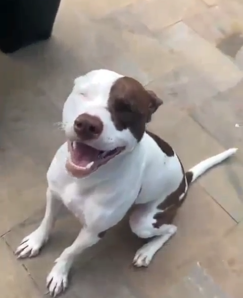 2 Cães (Adoção Urgente)