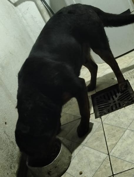 Marley (Adoção Urgente)