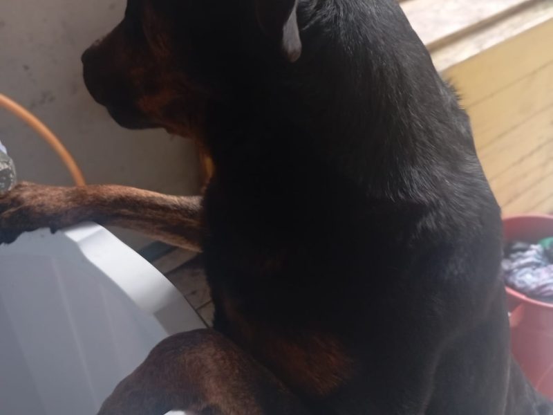 Marley (Adoção Urgente)