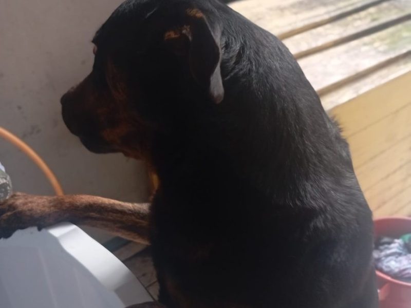 Marley (Adoção Urgente)