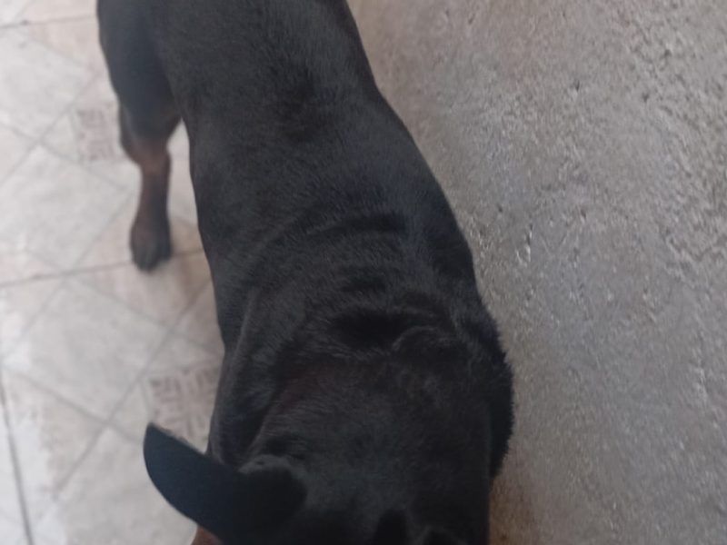 Marley (Adoção Urgente)