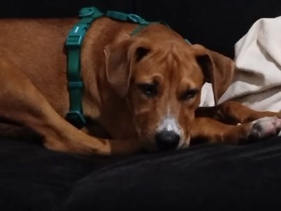 Scooby (Adoção Urgente)